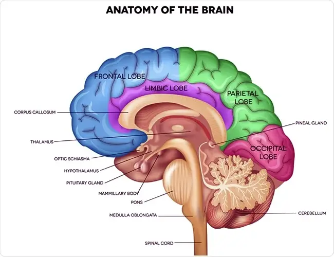 Anatomy of the Brain | Female Sexual Anatomy | Sinfully Sensual Massage Cape Town