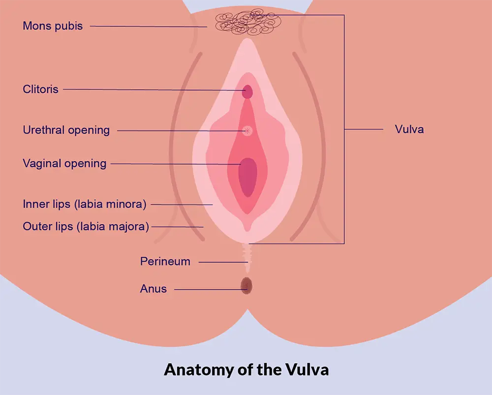 Anatomy of the Vulva | Female Sexual Anatomy | Sinfully Sensual Massage Cape Town