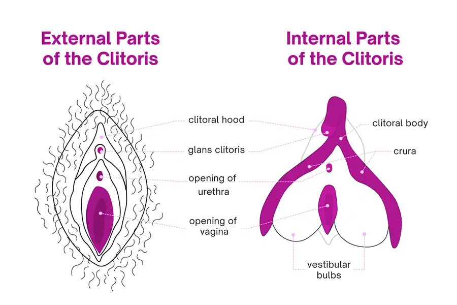 Diagram of the Clitoris | Female Sexual Anatomy | Sinfully Sensual Massage Cape Town