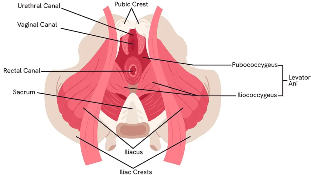Pelvic Floor Anatomy - Female Sexual Anatomy - Sinfully Sensual Massage Cape Town